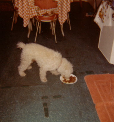 Didn't even have a bowl of his own